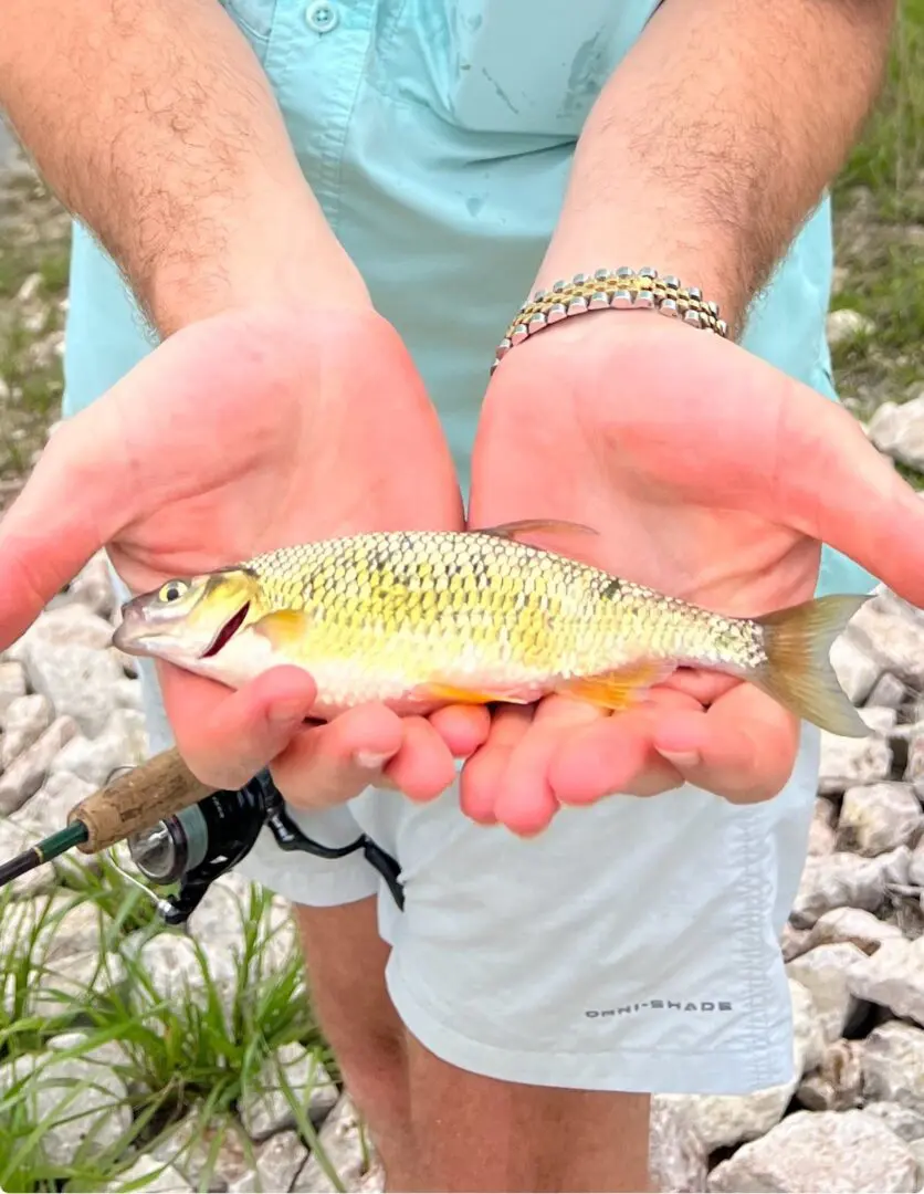 Golden Shiner