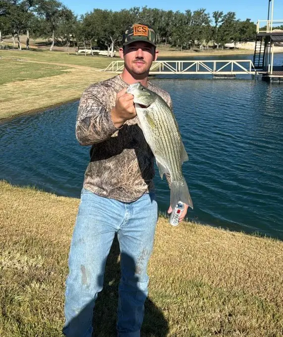 Hybrid striped bass