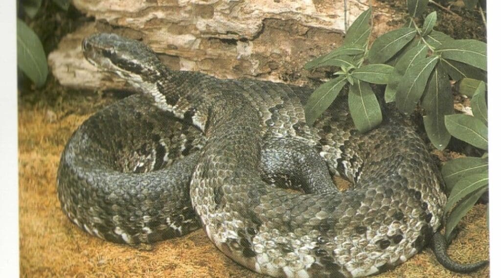 WESTERN-COTTONMOUTH-PLATE-178-FROM-TEXAS-SNAKES-WERLER-AND-DIXON