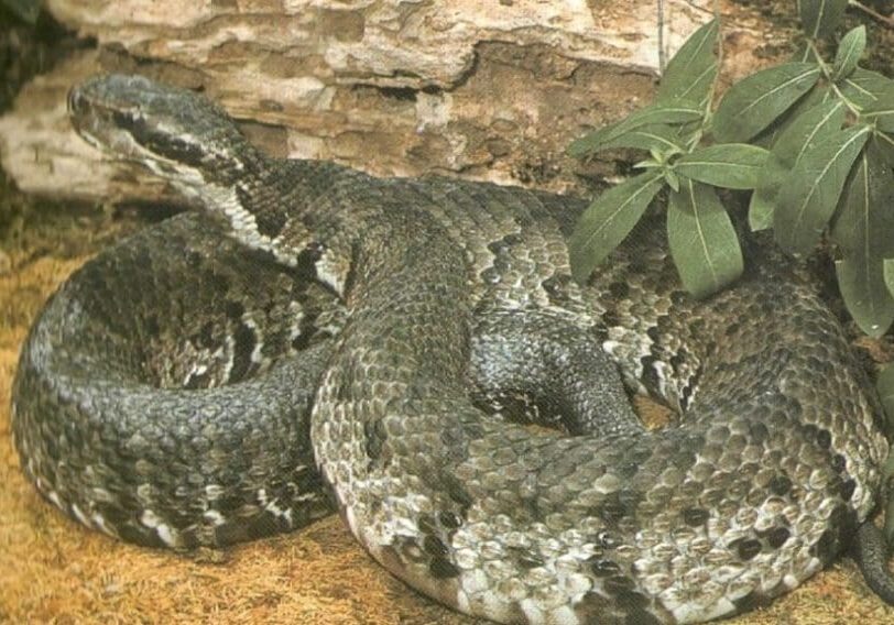 WESTERN-COTTONMOUTH-PLATE-178-FROM-TEXAS-SNAKES-WERLER-AND-DIXON